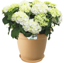 Gartenhortensie in einem Topf