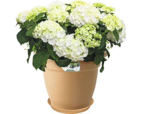 Gartenhortensie in einem Topf