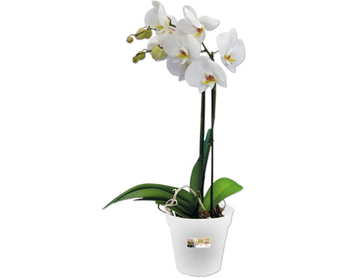 Orchidee im Topf