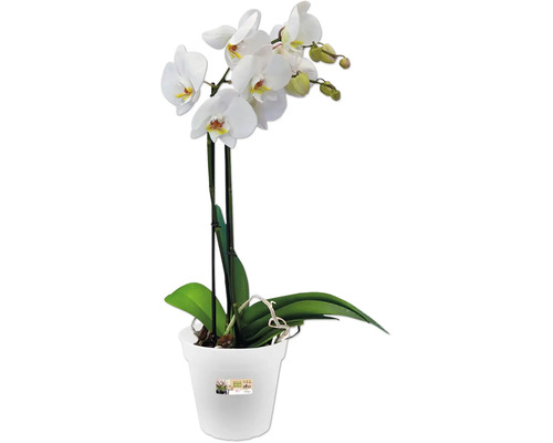 Orchidée en pot