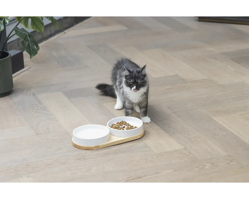 Katze mit Fressnapf und Wassernapf auf dem Boden