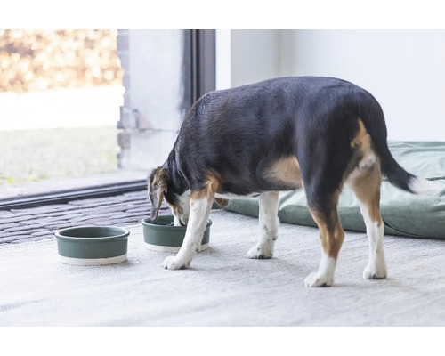 Un chien mange dans une gamelle à côté d''une autre gamelle.