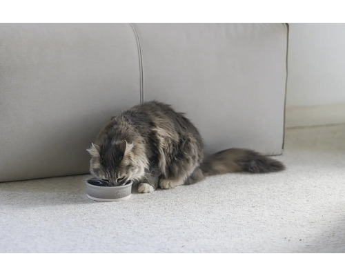 Chat gris mangeant dans une gamelle sur le tapis.