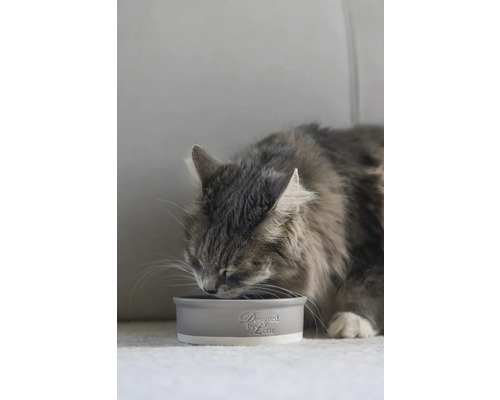 Chat mange dans une gamelle