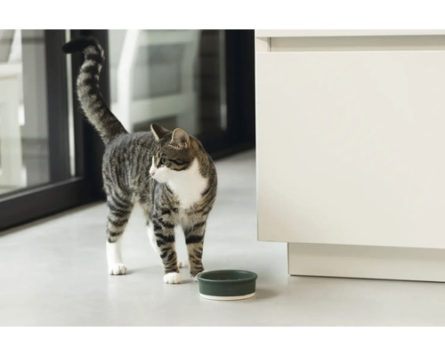 Chat tigré debout à côté d''un bol de nourriture