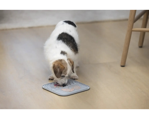 Hund frisst von einer Futtermatte auf dem Boden