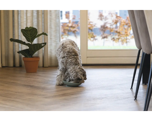 Ein Hund frisst aus einer Schüssel in einem hellen Raum mit Zimmerpflanze und Stühlen