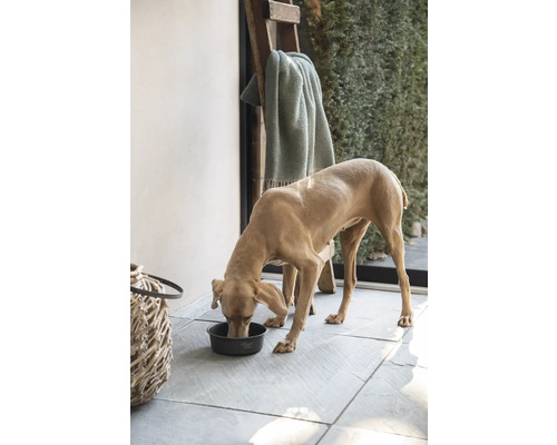 Hond frisst aus einem Hondenapf im Außenbereich, mit Leiter und Decke im Hintergrund.