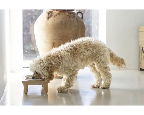 Hund frisst von einem erhöhten Futternapf auf einem Holzständer