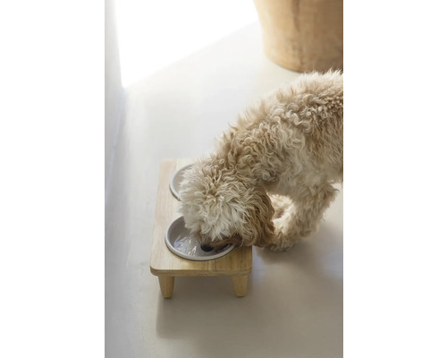Hund trinkt Wasser aus einem Hundenapf auf einem Holzständer