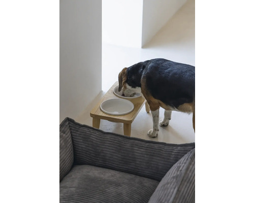 Ein Hund frisst von einer erhöhten Futterstation mit zwei Näpfen in einem hellen Raum.
