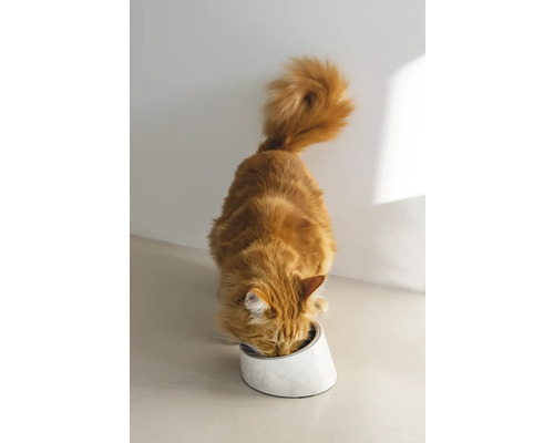 Eine ingwerfarbene Katze frisst aus einem weißen Napf.