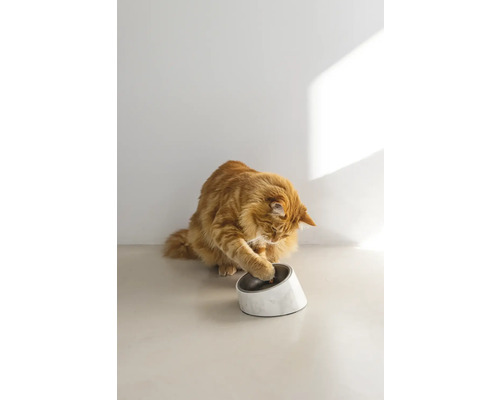 Eine orangefarbene Katze spielt mit ihrem Futternapf.