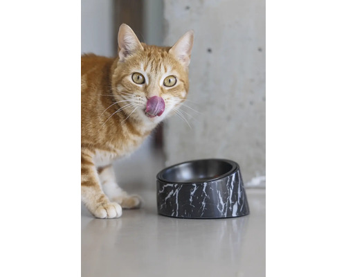 Ingwerkatze leckt sich die Lippen neben einem Futternapf