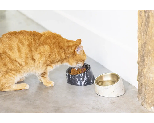 Eine rothaarige Katze frisst Trockenfutter aus einer Marmorschale, daneben steht eine Wasserschale.