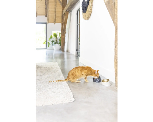 Eine orangefarbene Katze frisst aus einer Marmorschale neben einer zweiten Futterschale in einem hellen Flur.