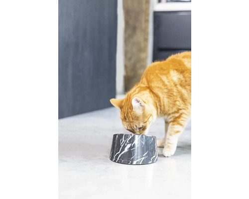 Eine orangefarbene Katze frisst aus einem Futternapf mit Marmormuster.