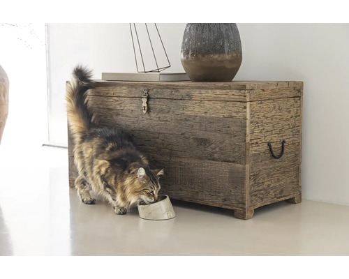 Truhe aus Altholz mit Dekorationsgegenständen und einer Katze, die frisst