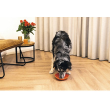 Ein Hund frisst aus einem Napf in einem Zimmer mit Hocker, Tisch und Blumenstrauß.