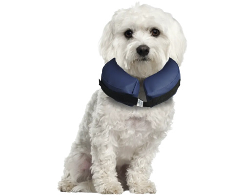 Chien blanc portant un collier cervical