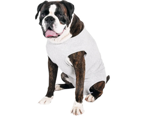 Boxer avec chemise pour chien