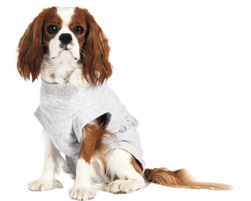 Chien portant un pull gris