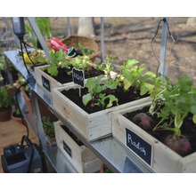 Bacs de culture avec des radis sur une étagère métallique dans une serre.