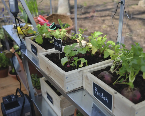 Bacs de culture avec des radis sur une étagère métallique dans une serre.