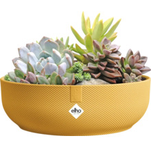 Jardinière jaune plantée de plantes grasses