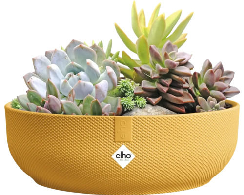 Jardinière jaune plantée de plantes grasses