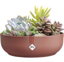 Cache-pot décoratif avec plantes grasses et logo Elho