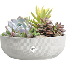 Différentes plantes succulentes dans un pot blanc avec le logo Elho.