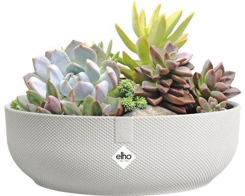 Différentes plantes succulentes dans un pot blanc avec le logo Elho.