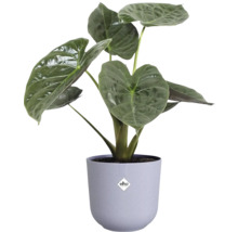 Alocasia Zimmerpflanze in einem Topf