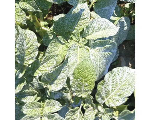 Plant de pomme de terre présentant des signes de mildiou