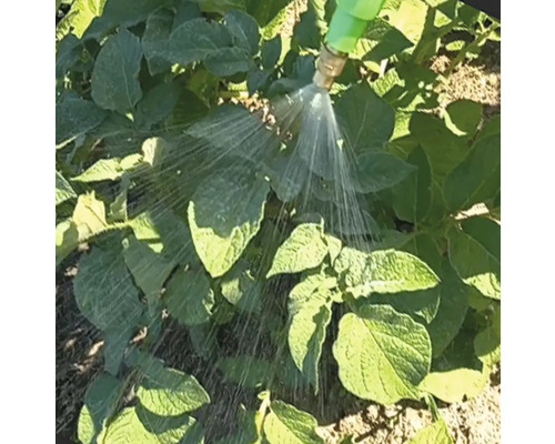 Arrosage des plantes avec un tuyau d''arrosage