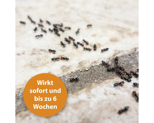 Fourmis sur une surface. Agit immédiatement et jusqu''à 6 semaines.