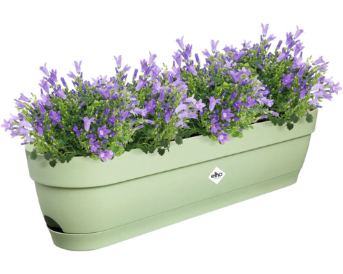 Blumenkasten mit lila Glockenblumen