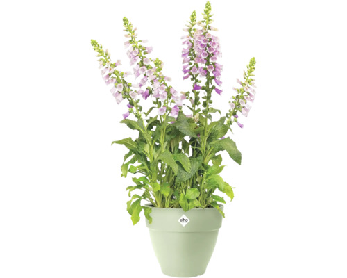 Gefüllter Fingerhut in einem Topf