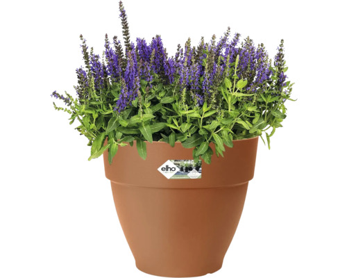 Pot de fleurs avec plante à fleurs violettes