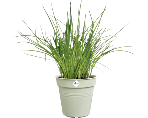 Schnittlauch in einem Topf der Marke Elho.