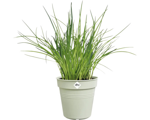 Schnittlauch in einem Topf der Marke Elho