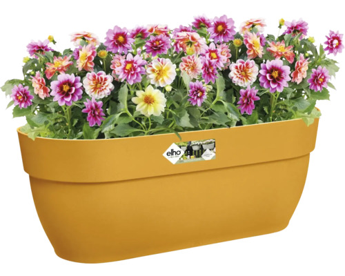 Dahlien in einem Blumentopf aus Kunststoff