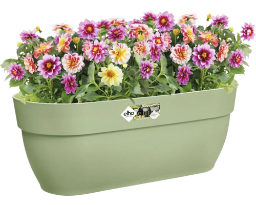 Blumenkasten mit bunten Dahlienblüten