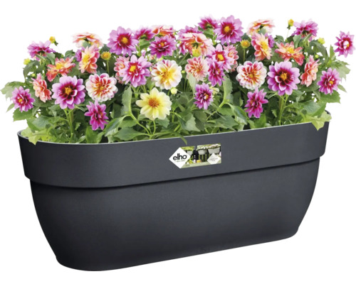 Dahlien in einem schwarzen Pflanzkasten