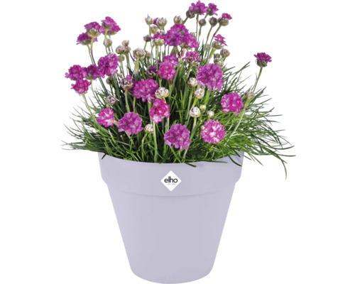 Blumentopf mit blühenden Armeria maritima Pflanzen