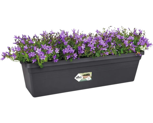 Blumenkasten mit Campanula-Pflanzen