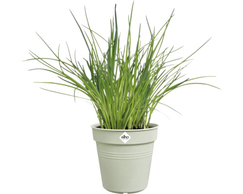 Schnittlauch im Topf