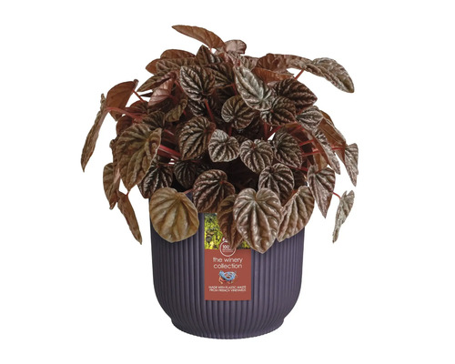 Zimmerpflanze Peperomia in einem Topf