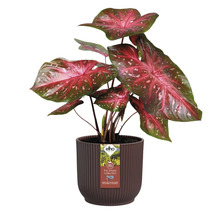 Pot de fleurs cache-pot Winery Elho plastique 18 x 18,3 x 16,8 cm rouge